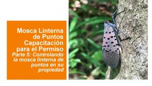 Mosca Linterna de Puntos Capacitacin para el Permiso