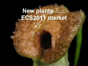 New plants ECS 2011 market Tuebingen 12 th