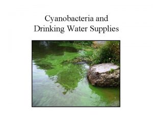 Cyanobacteria and Drinking Water Supplies Cyanobacteria An Emerging