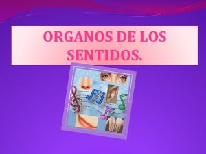 ORGANOS DE LOS SENTIDOS ORGANOS SENSORIALES Recibir informacin