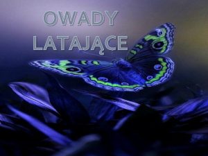 OWADY LATAJCE Owady to stawonogi majce sze par