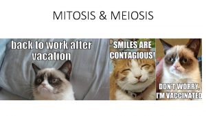 MITOSIS MEIOSIS Starter Transcribe and translate the strand