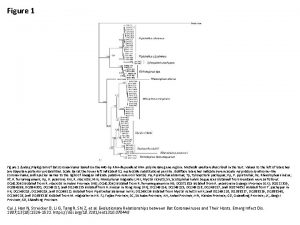 Figure 1 nbsp Phylogram of bat coronaviruses based