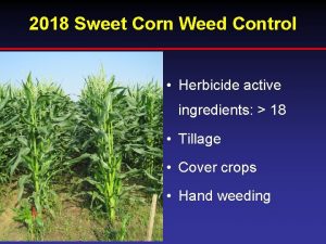 2018 Sweet Corn Weed Control Herbicide active ingredients