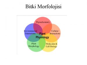 Bitki Morfolojisi Genel Bitki Morfolojisi Srgn sistemi Gvde