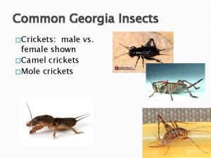 Common Georgia Insects Crickets male vs female shown