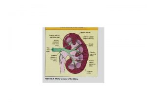 Renal Tumor APrimary renal tumors 1 Parenchymal Tumors