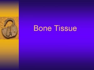 Bone Tissue Bone Markings Bulges depressions and holes