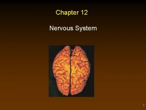 Chapter 12 Nervous System 1 Outline Nervous Tissue