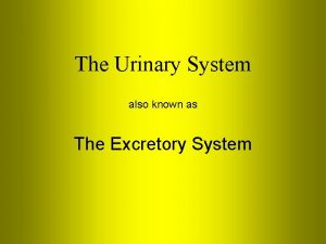 The Urinary System also known as The Excretory