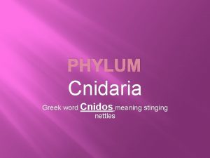 PHYLUM Cnidaria Greek word Cnidos meaning stinging nettles