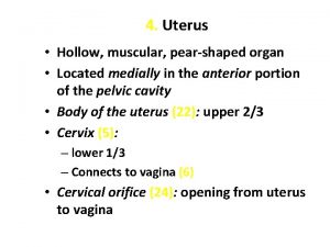 4 Uterus Hollow muscular pearshaped organ Located medially