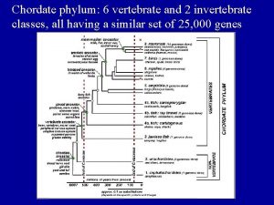 The Chordate phylum 6 vertebrate Phylum and 2