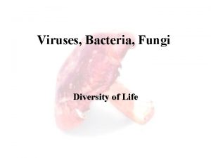 Viruses Bacteria Fungi Diversity of Life Today Viruses