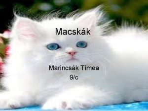 Macskk Marincsk Tmea 9c Perzsa macskk Eredete Perzsia