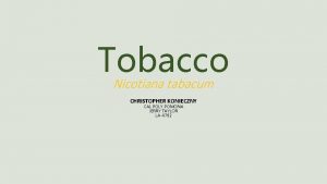 Tobacco Nicotiana tabacum CHRISTOPHER KONIECZNY CAL POLY POMONA
