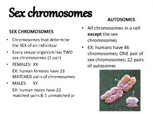 Sex chromosomes SEX CHROMOSOMES Chromosomes that determine the