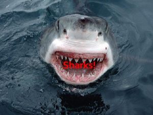 Sharks Shark Ray Classification Domain Eukarya Kingdom Animalia
