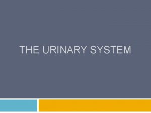 THE URINARY SYSTEM Introduction Function of Urinary System