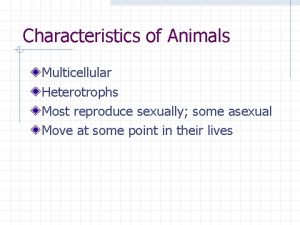 Characteristics of Animals Multicellular Heterotrophs Most reproduce sexually