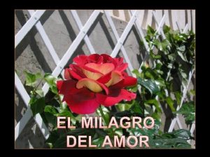 EL MILAGRO DEL AMOR Se salva una vida