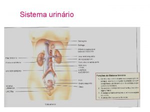 Sistema urinrio I RGOS DOIS RINS regulao de