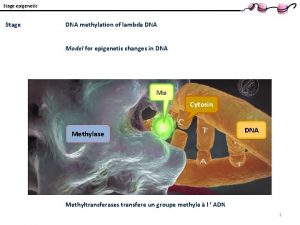 Stage epigenetic Stage DNA methylation of lambda DNA