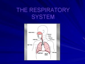 THE RESPIRATORY SYSTEM Respiratory System Transports gases between