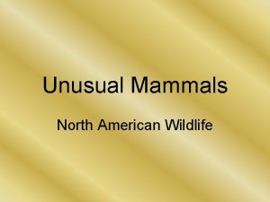 Unusual Mammals North American Wildlife Marsupials Pouched mammals