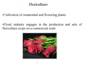 Floriculture Cultivation of ornamental and flowering plants Floral