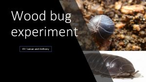 Wood bug experiment BY Saman and Anthony Observation
