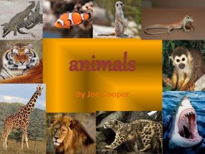 animals By Joe Cooper The Animals Tigers Lions