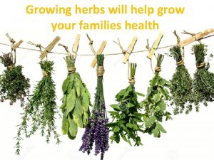 Growing herbs will help grow your families health