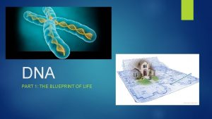 DNA PART 1 THE BLUEPRINT OF LIFE DNA