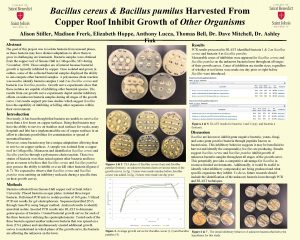 Bacillus cereus Bacillus pumilus Harvested From Copper Roof