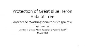 Protection of Great Blue Heron Habitat Tree Arecaceae