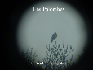 Les Palombes De luf la migration Quand nos