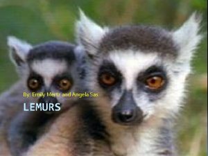 By Emily Mertz and Angela Sas LEMURS HabitatDietReaction