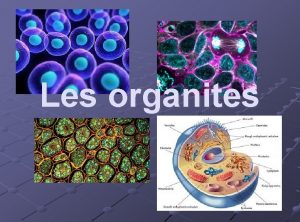 Les organites Les 2 types de cellules cellule