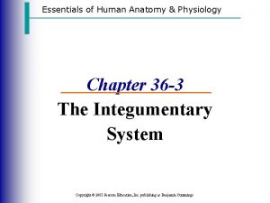 Essentials of Human Anatomy Physiology Chapter 36 3