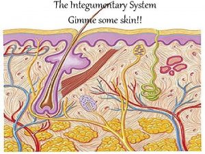 The Integumentary System Gimme some skin Objectives Describe