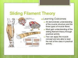 Sliding Filament Theory Learning Outcomes All demonstrate understanding