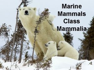 Marine Mammals Class Mammalia Class Mammalia Tetrapods with