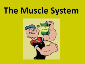 The Muscle System Muscular System The organ system