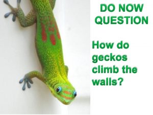 DO NOW QUESTION How do geckos climb the