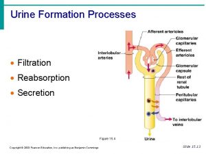 Urine Formation Processes Filtration Reabsorption Secretion Figure 15