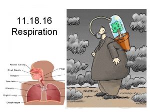 11 18 16 Respiration Mechanisms of Gas Exchange