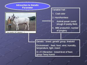 Introuction to Genetic Parameter Variable trait 1 Coat