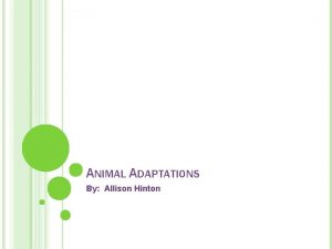 ANIMAL ADAPTATIONS By Allison Hinton ANIMAL ADAPTATIONS OVERVIEW