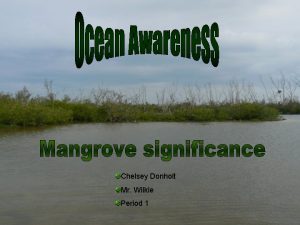 Chelsey Donholt Mr Wilkie Period 1 Red mangrove